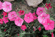 Convolvulus althaeoides subsp. tenuissimus (Silvery mallow-leaved bindweed) - CLICK TO ENLARGE PHOTO
